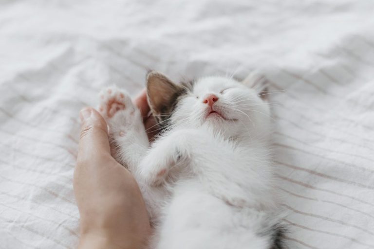 Insured Cat sitter Weybridge