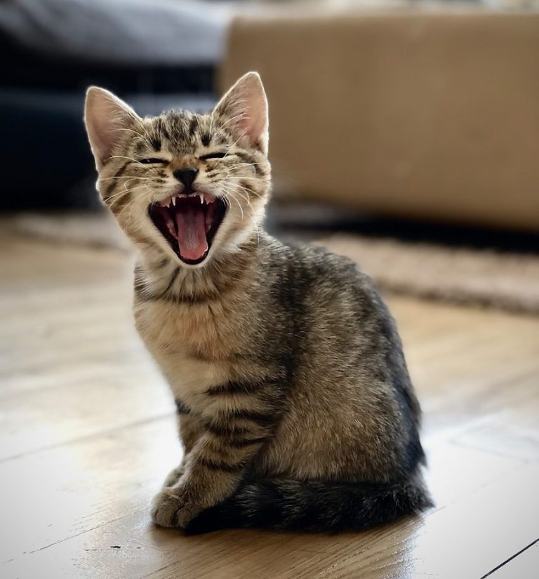 Cat sitting in Weybridge