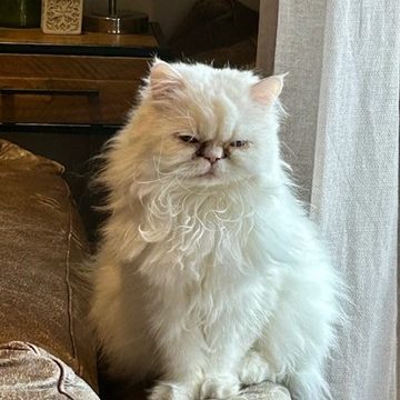 Trusted Cat sitter Weybridge