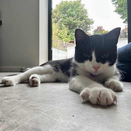 in home cat sitting Weybridge