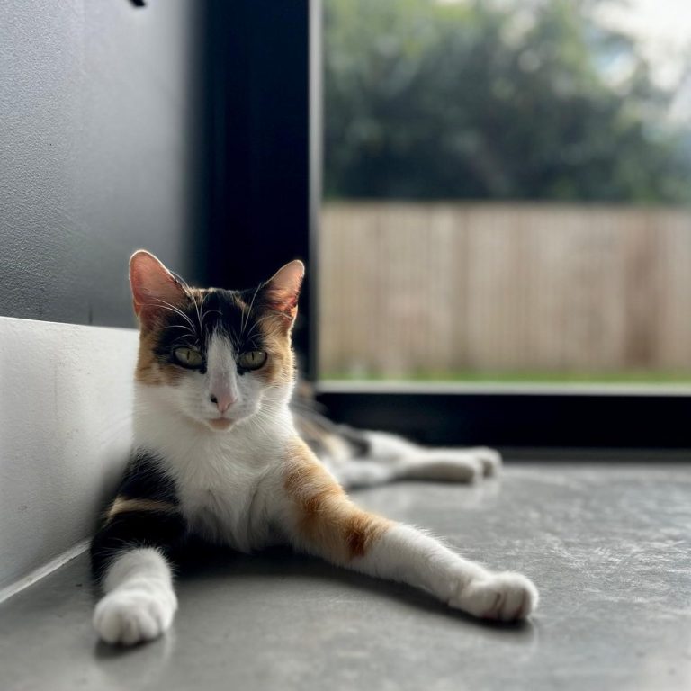 Experience cat sitter Weybridge